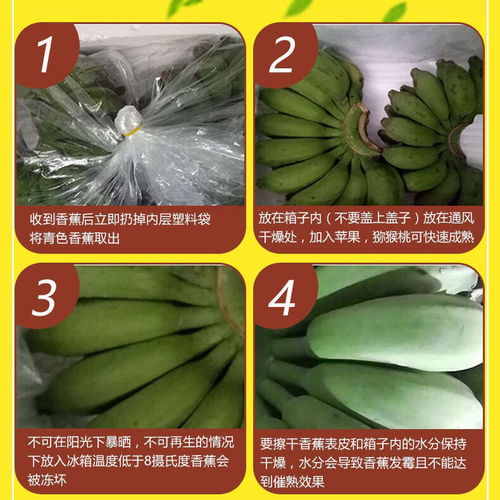 广西小米蕉9斤5斤3斤当季新鲜水果香蕉批发非苹果蕉芭蕉红香蕉